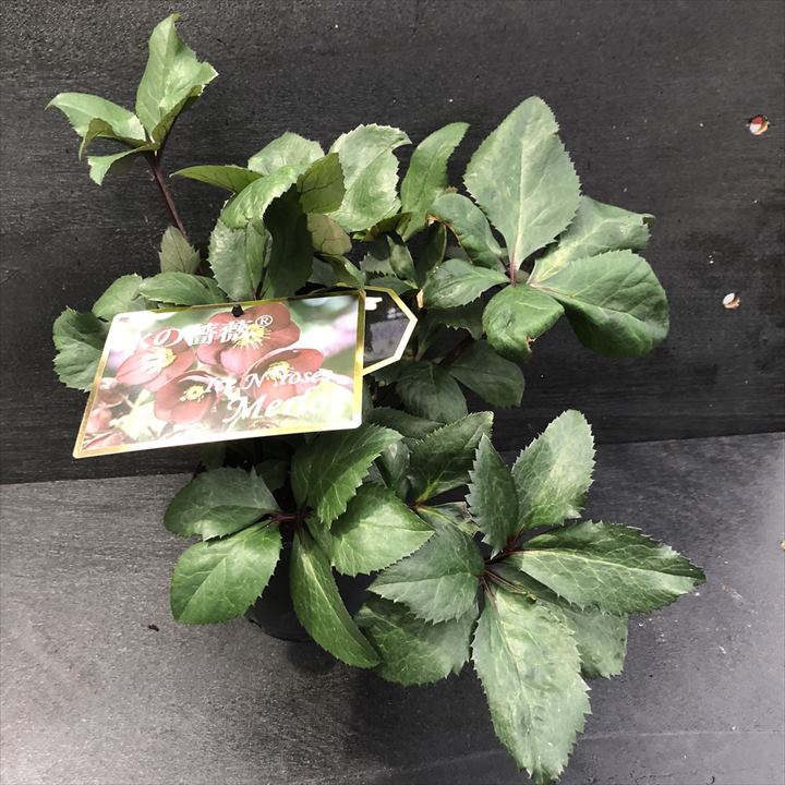 クリスマスローズ 氷の薔薇 4.5号 メルロー｜山野04-PA | 草花