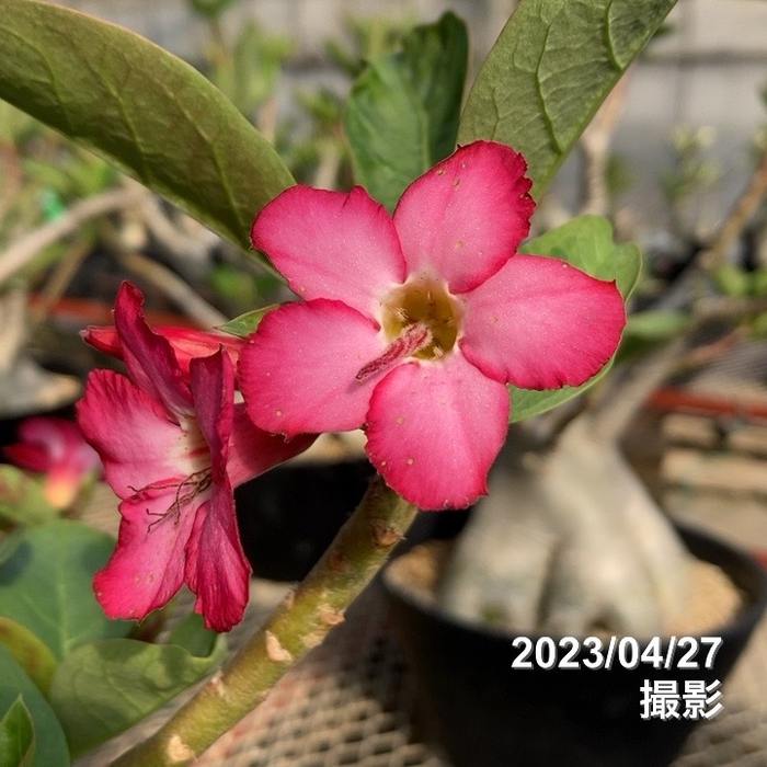 ［01］アデニュウムソコトラナム原種実生(ホンソコ) 01］アデニュウムソコトラナム原種実生(ホンソコ) 01］アデニュウム