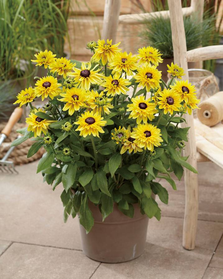 八重咲き】ルドベキア サハラ イエローピーチ系 3.5号ポット苗《7/19