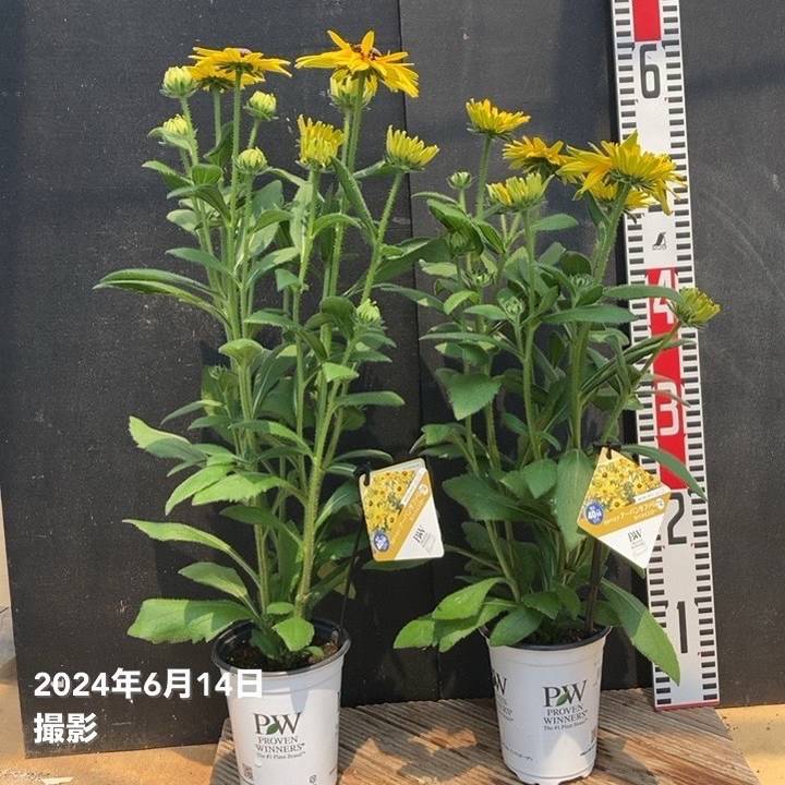 PW ルドベキア アーバンサファリ サハライエロー 3.5号×2株セット