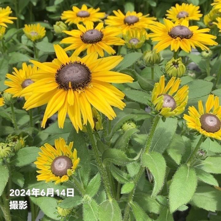 ルディ　ヒサカキ　特大苗 ヒサカキ 緑糸覆輪 Eurya japonica | 小須戸植物園