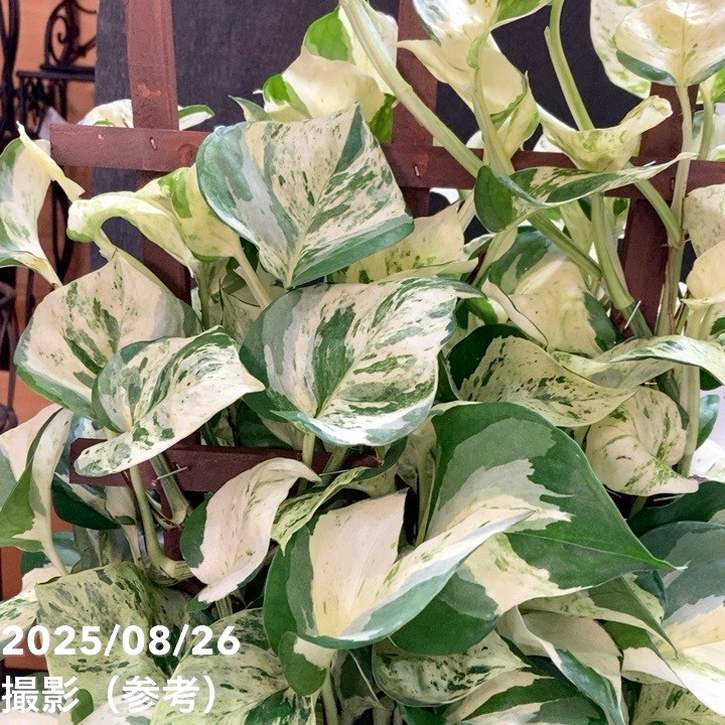 ［現品］【希少】23番　♡おすすめ♡ ポトス　ステータス　7号　フェンス仕立て 現品］【希少】23番 ♡おすすめ♡ ポトス ステータス 7号