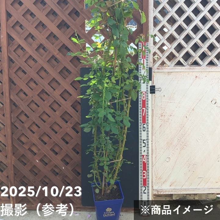 充実の長尺バラ ナエマ 7号 Delbard デルバール｜s200｜花木04-PA