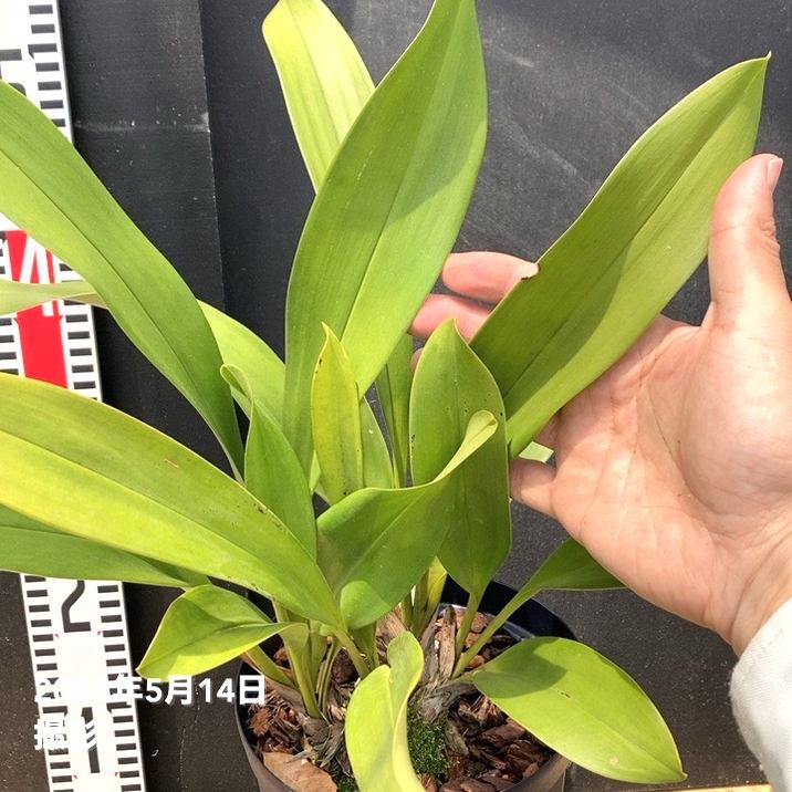 洋蘭　リンコニア　グリーン系　6寸8本立ち　ミルトニア 洋蘭 リンコニア 6寸8本立ち 2鉢 ミルトニア ミルトニアとは｜育て