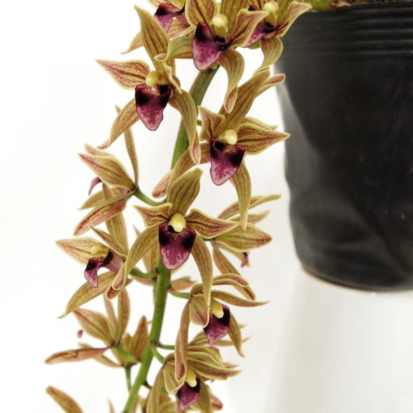 洋蘭 リンコニア グリーン系 6寸8本立ち ミルトニア 洋蘭 リンコニア