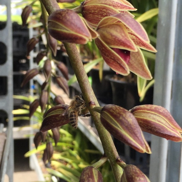 洋蘭 リンコニア 褐色系 6寸8本立ち ミルトニア 楽天市場】洋ランの苗