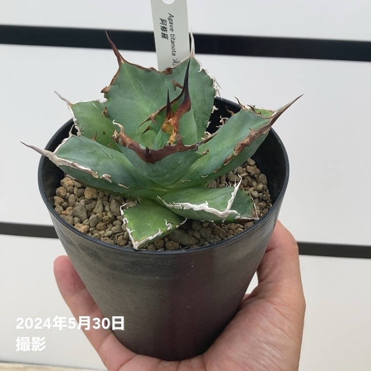 アガベ オテロイ 実生選抜 強棘 特選 サボテン チタノタ 台湾 オアハカ