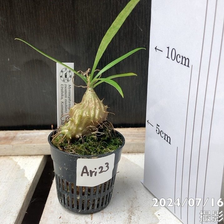 現品お届け】アリ植物 ミルメフィツム Myrmephytum longissimum（nomen