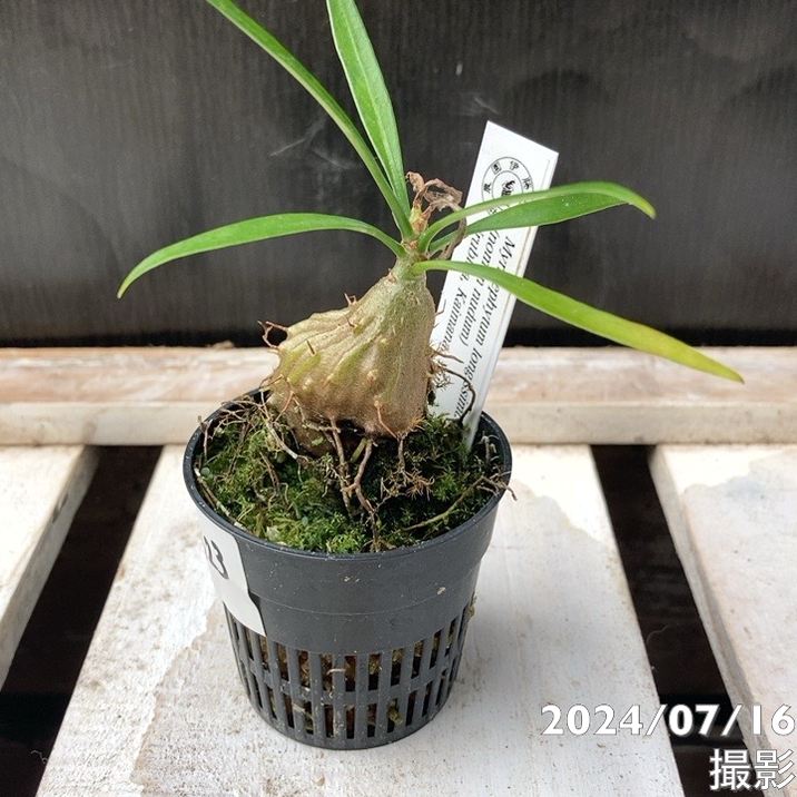 ミルメフィツム セレビクム ブキドノン マライバライ アリ植物 現品お