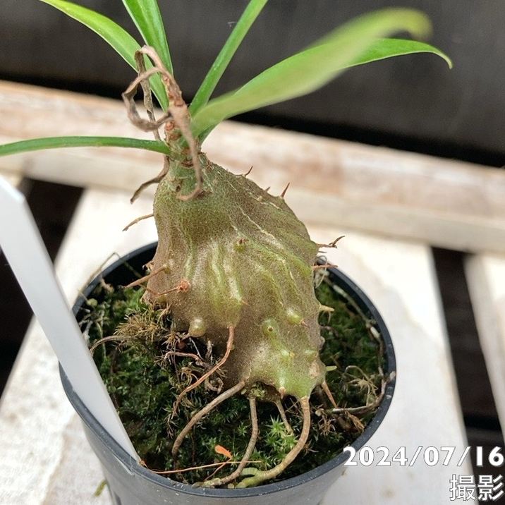 現品お届け】アリ植物 ミルメフィツム Myrmephytum longissimum（nomen