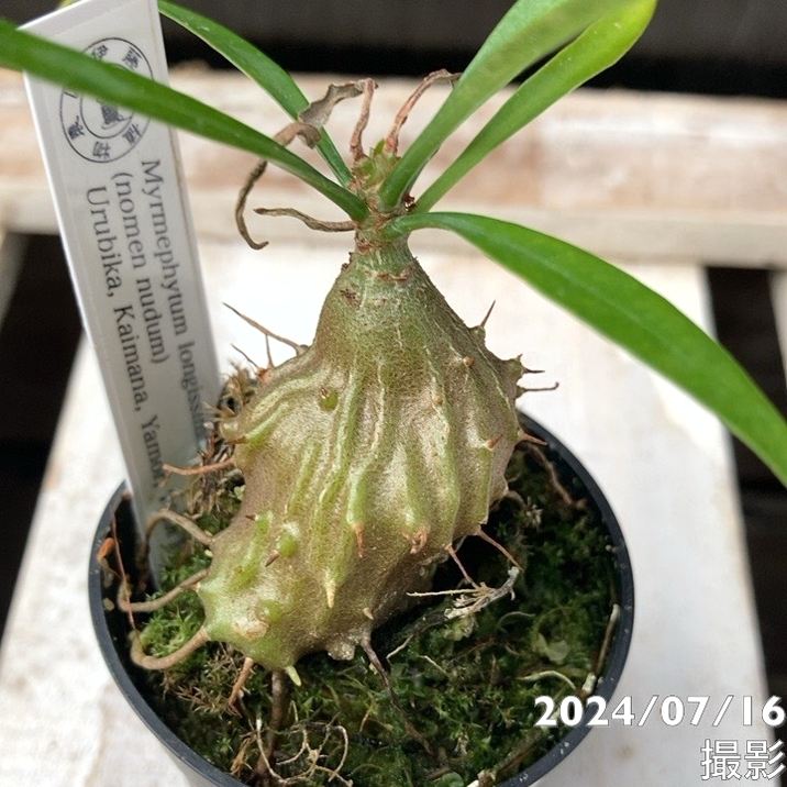 現品お届け】アリ植物 ミルメフィツム Myrmephytum longissimum（nomen