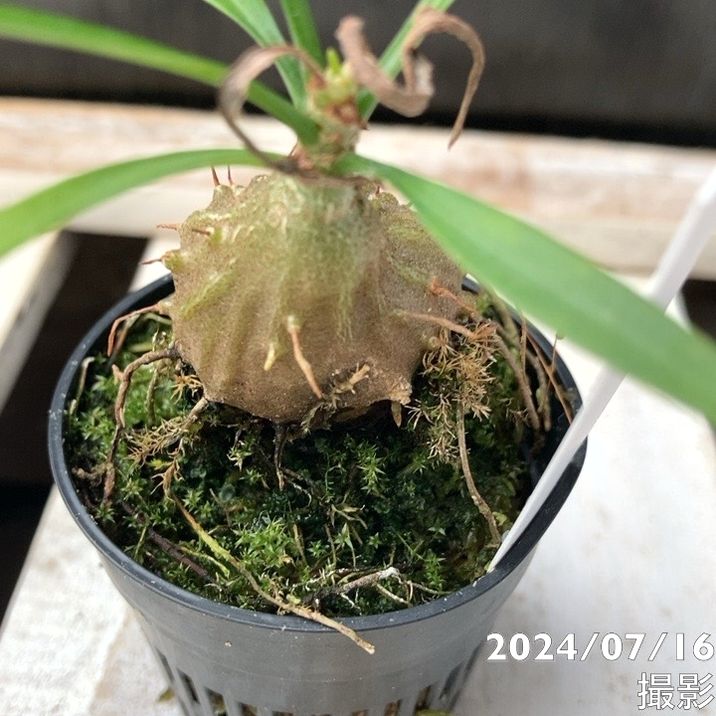 現品お届け】アリ植物 ミルメフィツム Myrmephytum longissimum（nomen