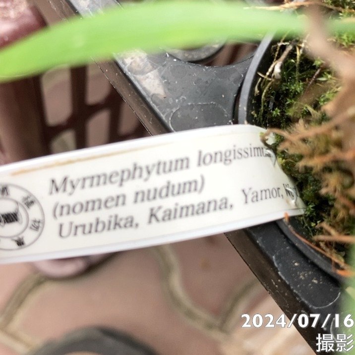 現品お届け】アリ植物 ミルメフィツム Myrmephytum longissimum