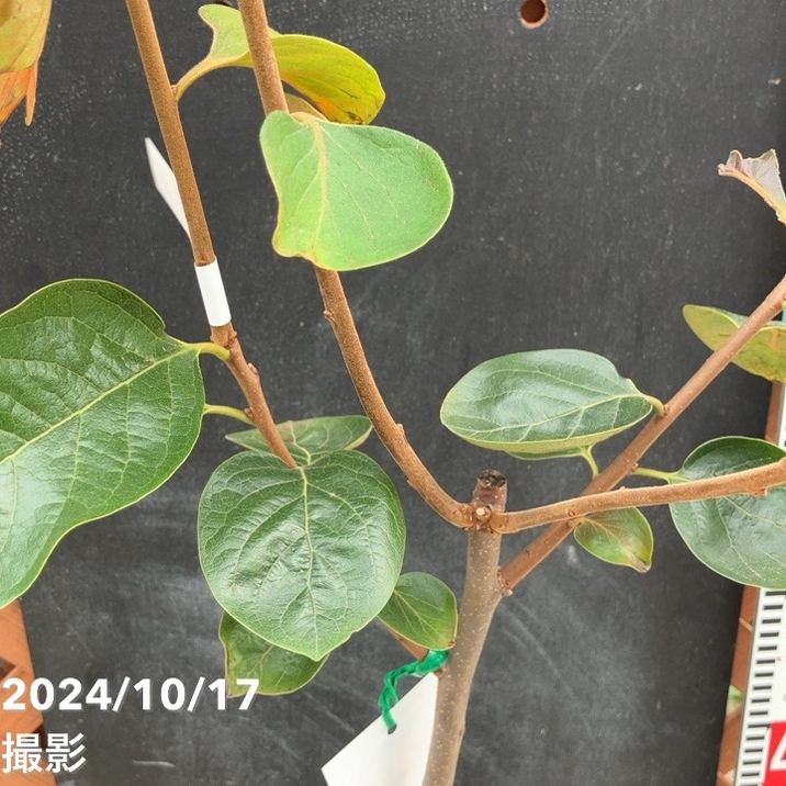 柿 麗玉 れいぎょく 5号ロングポット PVP|果樹04-PA