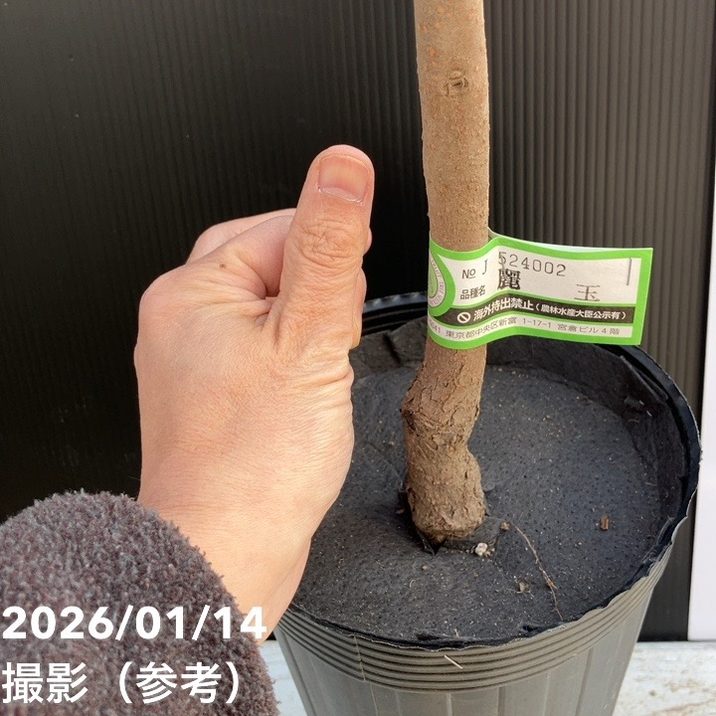 柿 麗玉 れいぎょく 5号ロングポット PVP|果樹04-PA