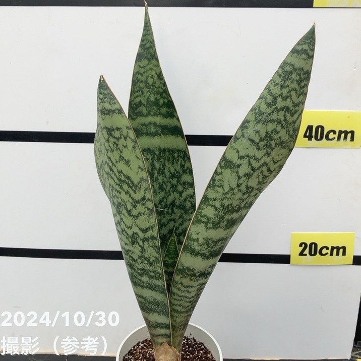 現品お届け】サンスベリア 5号 アブリティアナ 白プラ鉢仕様