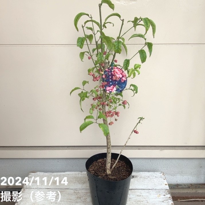 真弓（マユミ） 6号｜花木04-PA | 花木・庭木 | 赤塚植物園オンライン