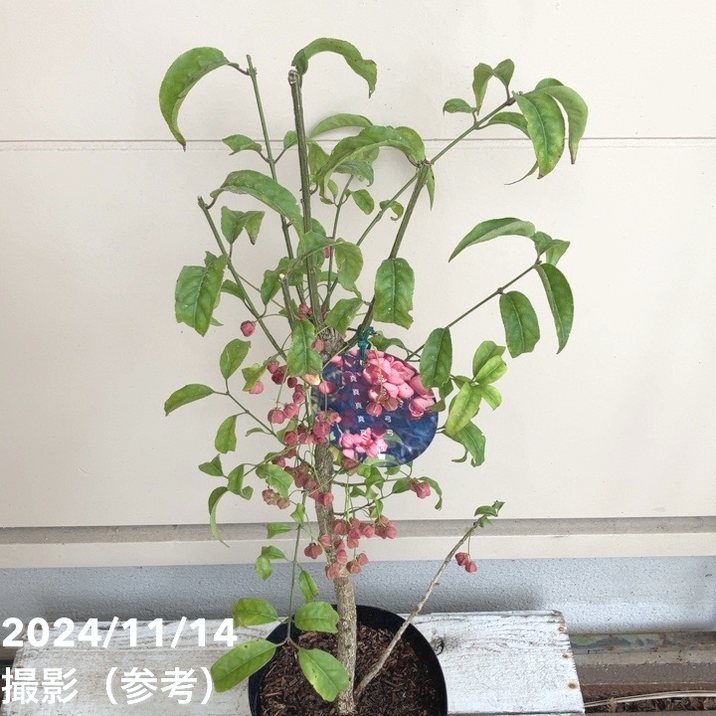 真弓（マユミ） 6号｜花木04-PA | 花木・庭木 | 赤塚植物園オンライン