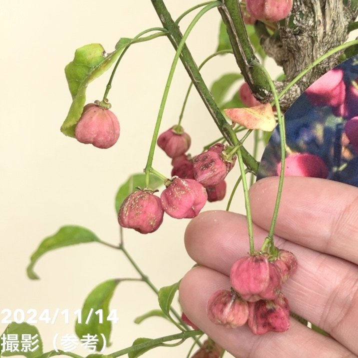 真弓（マユミ） 6号｜花木04-PA | 花木・庭木 | 赤塚植物園オンライン