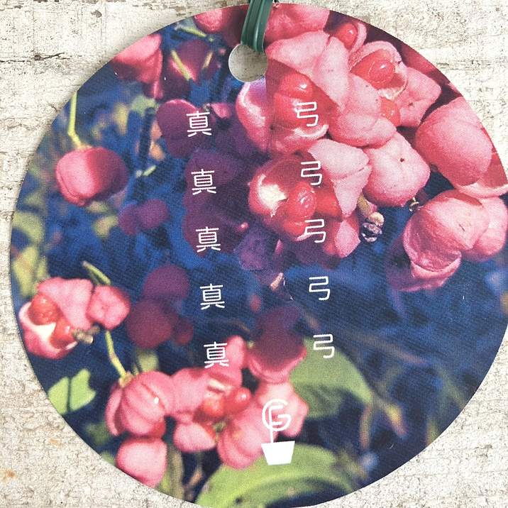 ひまり〈吊り花まゆみ〉 ひまり様専用〈吊り花まゆみ〉 ひまり様専用〈吊り花まゆみ〉 真弓