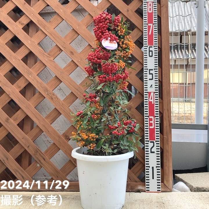 ピラカンサ/陶器鉢 ピラカンサ 盆栽 6号陶器鉢つき 幹太❗ ① #52