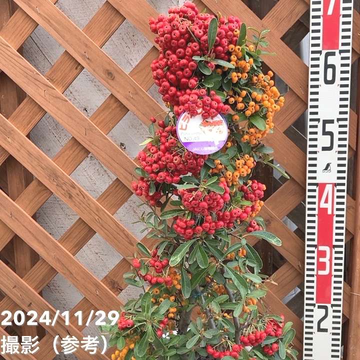 ピラカンサ 2色植え 7号｜花木04-PA | 花木・庭木 | 赤塚植物園