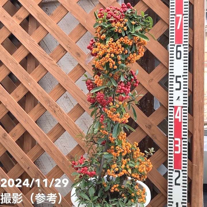 ピラカンサ 2色植え 7号｜花木04-PA | 花木・庭木 | 赤塚植物園