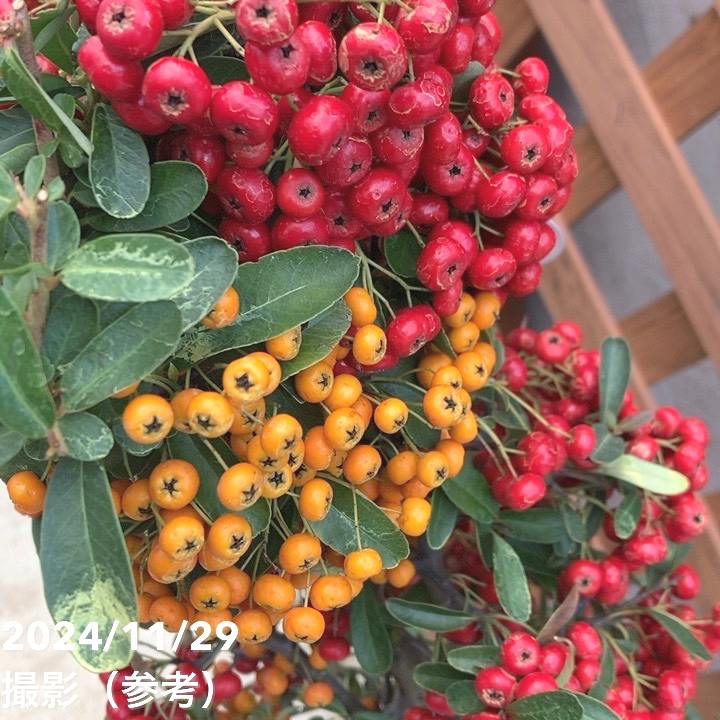 ピラカンサ 2色植え 7号｜花木04-PA | 花木・庭木 | 赤塚植物園