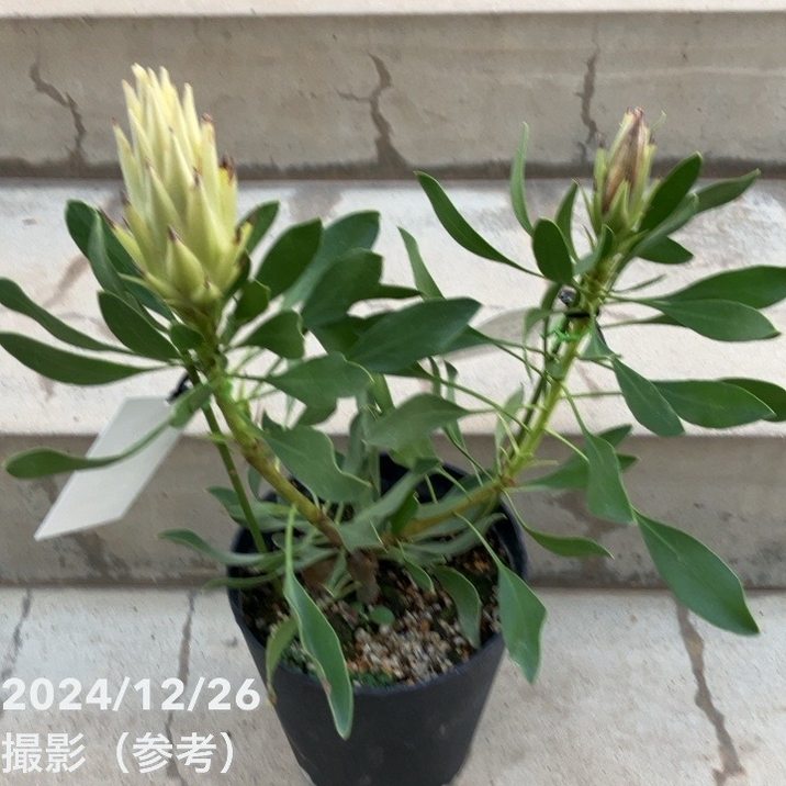 大苗！ プロテア スパイキーホワイト ザ・ファームセレクト]プロテア：スパイキーホワイト7号鉢植え22