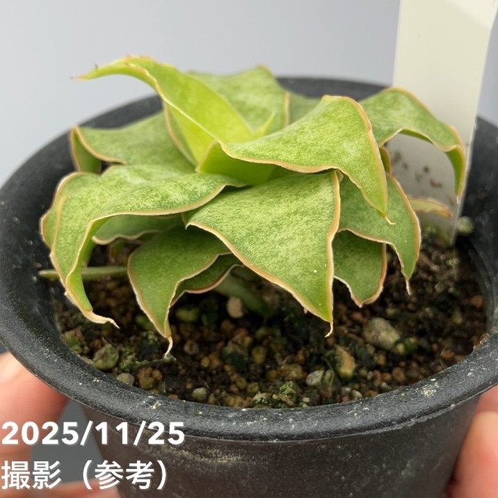 期間限定10％OFF！】【激レア！現品お届け】サンスベリア 3号 Yellow