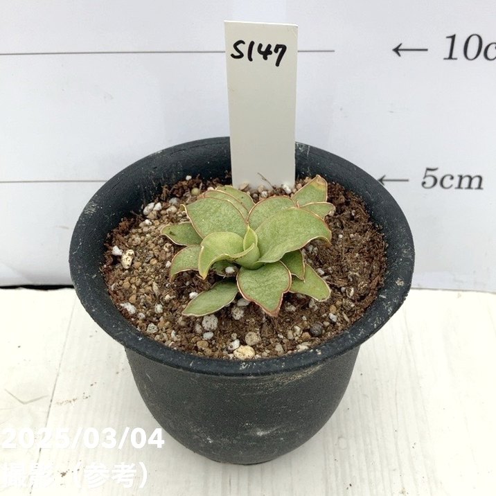 期間限定10％OFF！】【激レア！現品お届け】サンスベリア 3号 Yellow