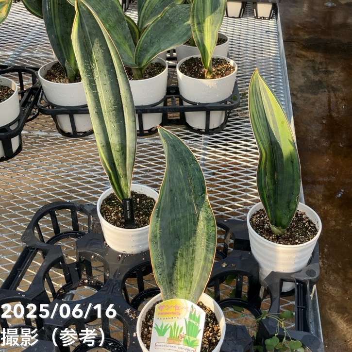 斑入り サンスベリア マッソニアーナ バリエガータ 斑入り サンスベリア マッソニアーナ バリエガータ