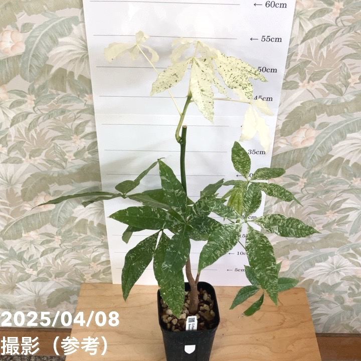 現品お届け】実生 斑入りパキラ Pachira glabra 'variegata' 4号