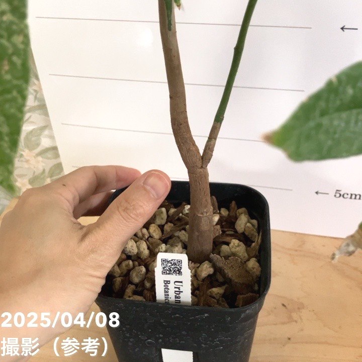 斑入りパキラ【実生】鉢ごと パキラ