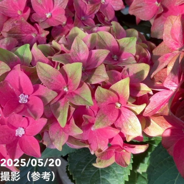 アジサイ ベルベットビューティー 5号｜花木04-PA | 花木・庭木