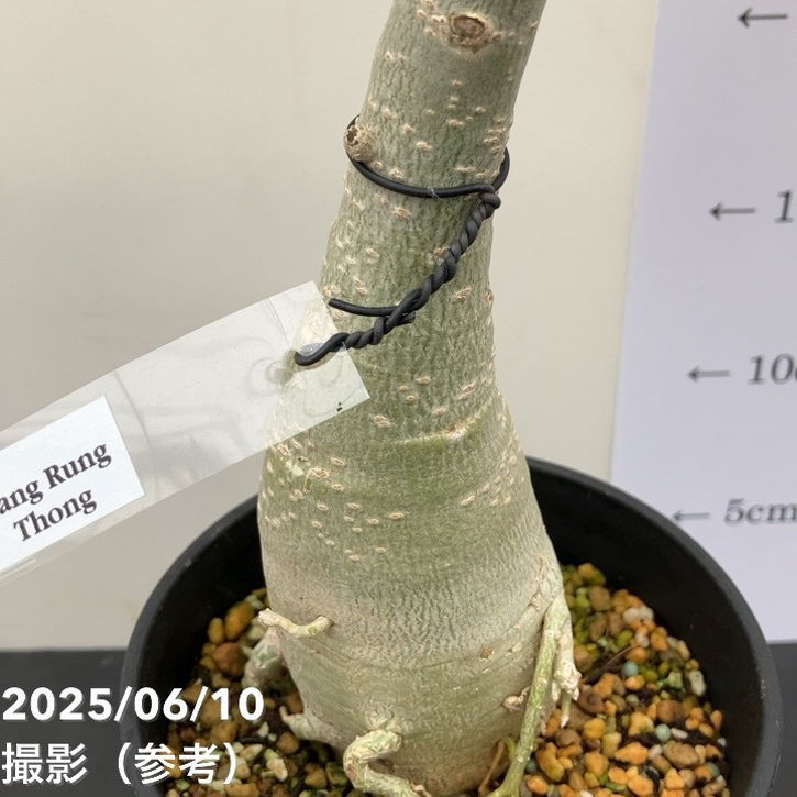 Amazon｜【現品限り】アデニウム・DHA 大株 葉巻【C89】 Adenium
