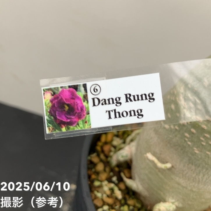 アデニウム 濃いピンク アデニウム オベスム 4号 Dang Rung thong（6）｜観葉01-D1
