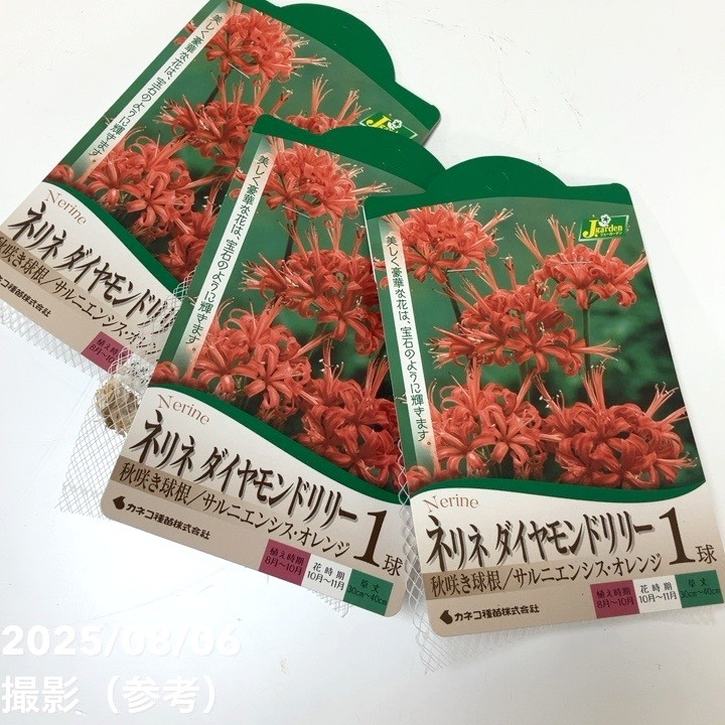 ネリネ ダイヤモンドリリー 球根 100球 苗 Amazon.co.jp: 夏植え球根