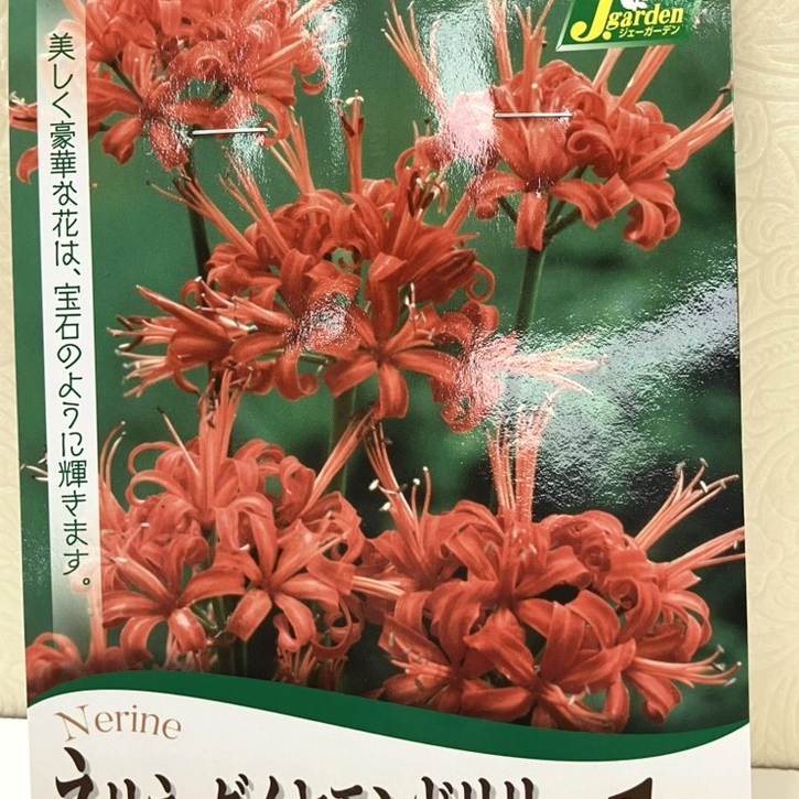 秋咲き球根 ネリネ ダイヤモンドリリー サルニエンシス オレンジ 1球