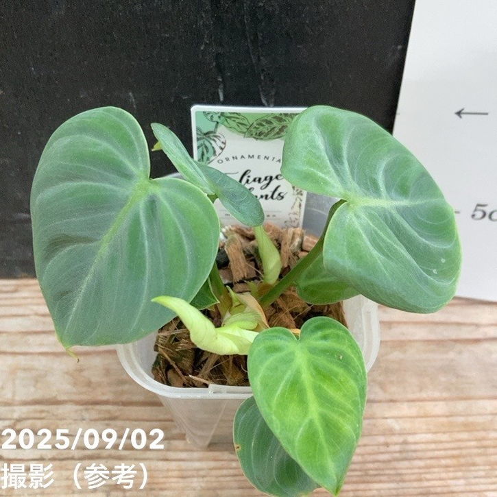 フィロデンドロン エルチョコレッド 3号ロング透明スリット鉢|観葉04-PA