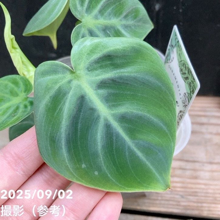 フィロデンドロン エルチョコレッド 3号ロング透明スリット鉢｜観葉04