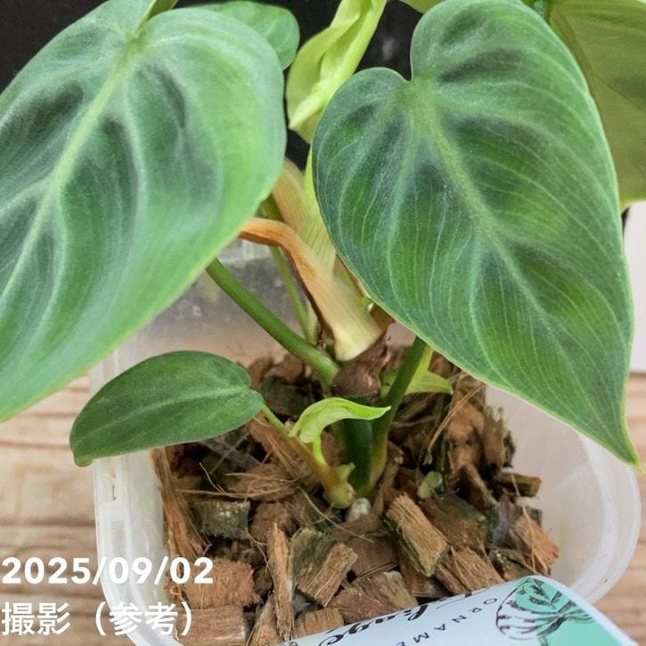 フィロデンドロン エルチョコレッド 3号ロング透明スリット鉢|観葉04-PA