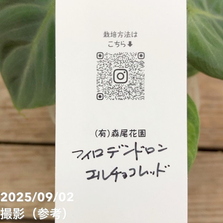 フィロデンドロン エルチョコレッド 3号ロング透明スリット鉢|観葉04-PA