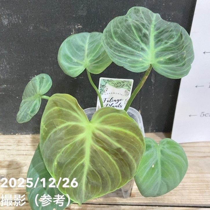 フィロデンドロン エルチョコレッド 3号ロング透明スリット鉢｜観葉04