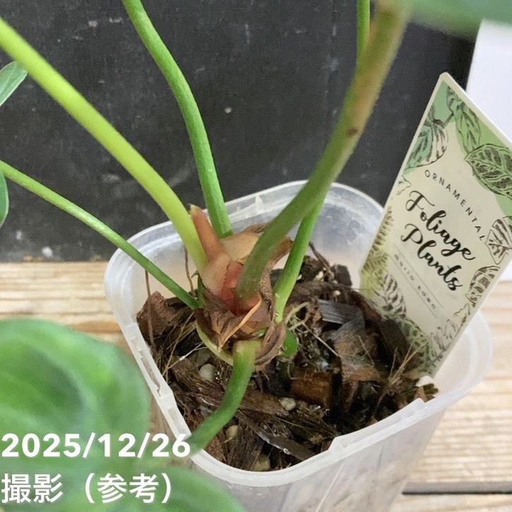 フィロデンドロン エルチョコレッド 3号ロング透明スリット鉢|観葉04-PA