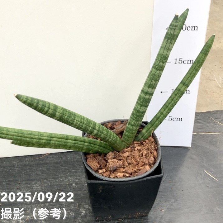 サンスベリア 4号角鉢 ボンセレンシス 10.5cmポット投げ込み仕様｜観葉