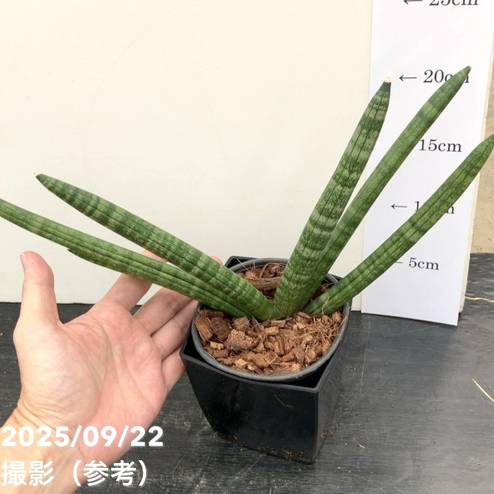 サンスベリア 4号角鉢 ボンセレンシス 10.5cmポット投げ込み仕様｜観葉