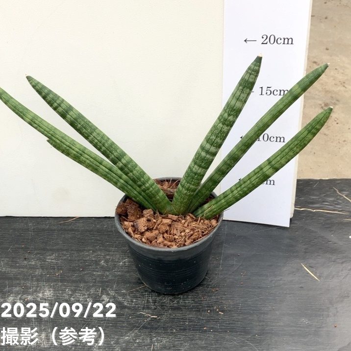 サンスベリア 4号角鉢 ボンセレンシス 10.5cmポット投げ込み仕様｜観葉