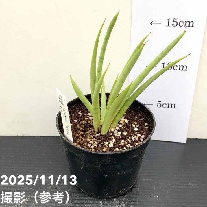 サンスベリア 3.5号 フォックス fox プラ鉢｜観葉02-D2 | 観葉・多肉