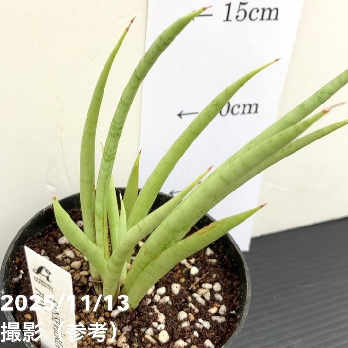 期間限定10％OFF！】サンスベリア 3.5号 フォックス fox プラ鉢｜観葉